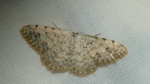 Scopula submutata